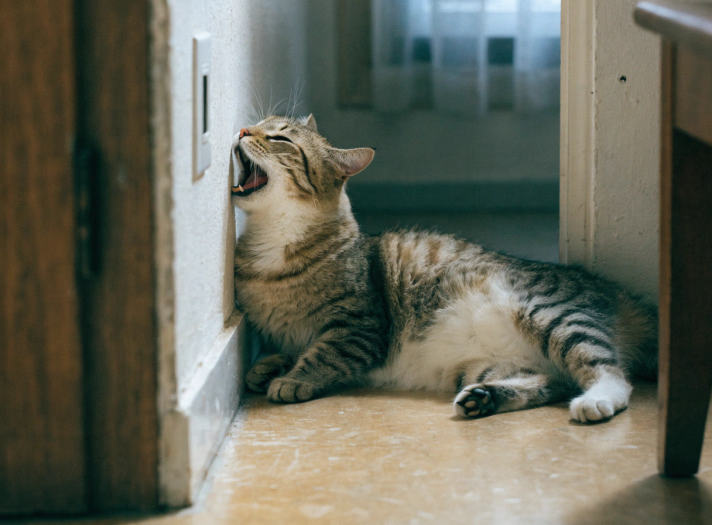 What to Do When Your Cat Is in Heat: 10 Ways to Help