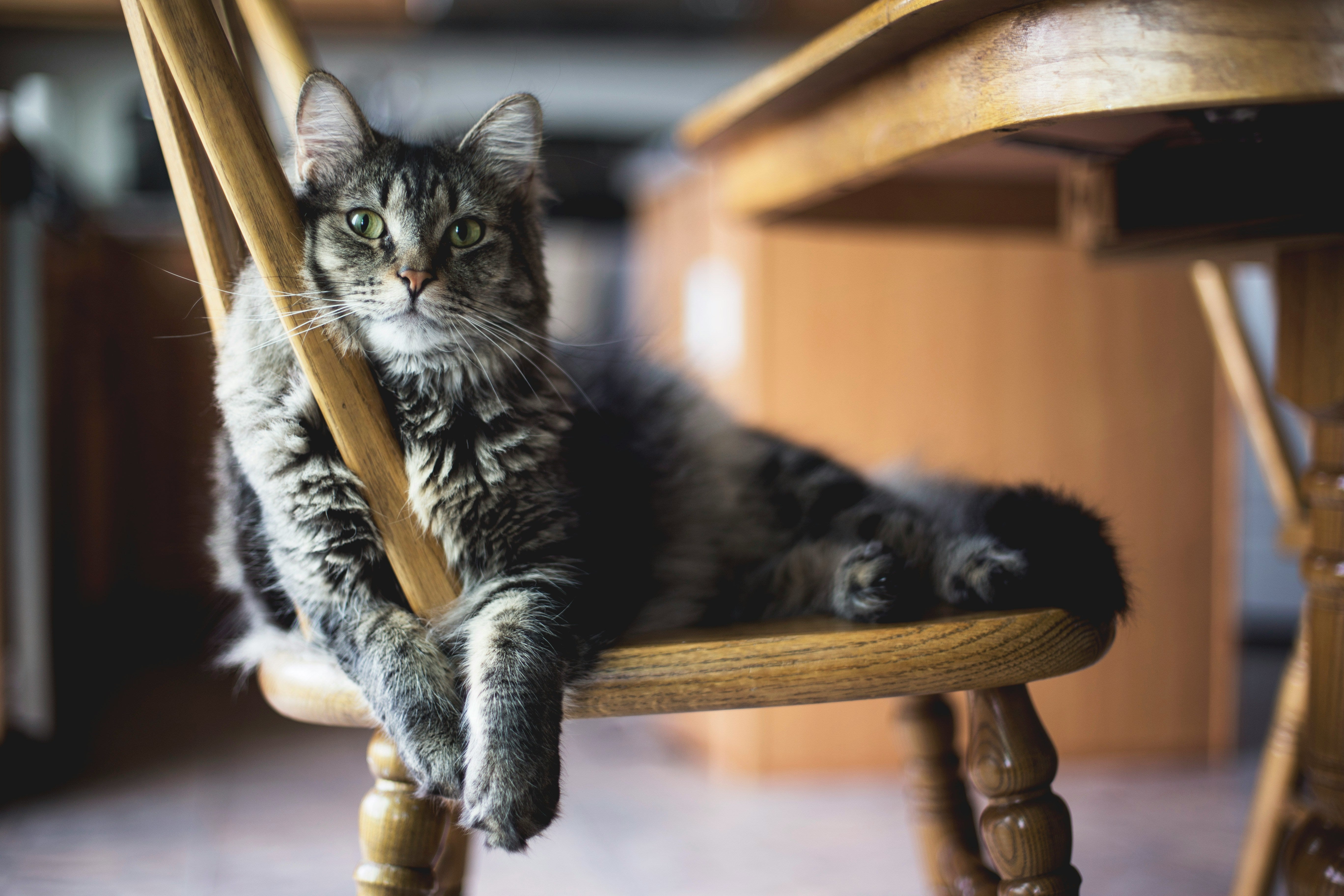 Maintaining and Cleaning Your Automatic Cat Litter Box