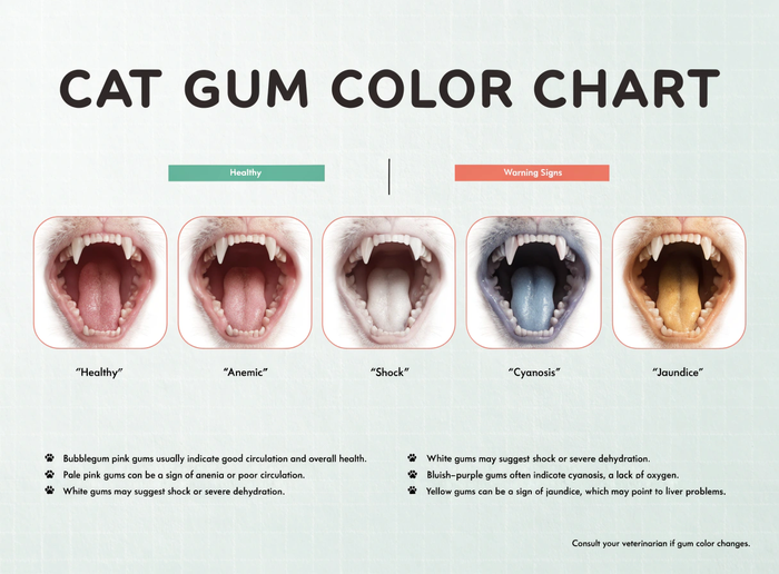 Cat Gum Color Chart: What Healthy and Unhealthy Gums May Mean