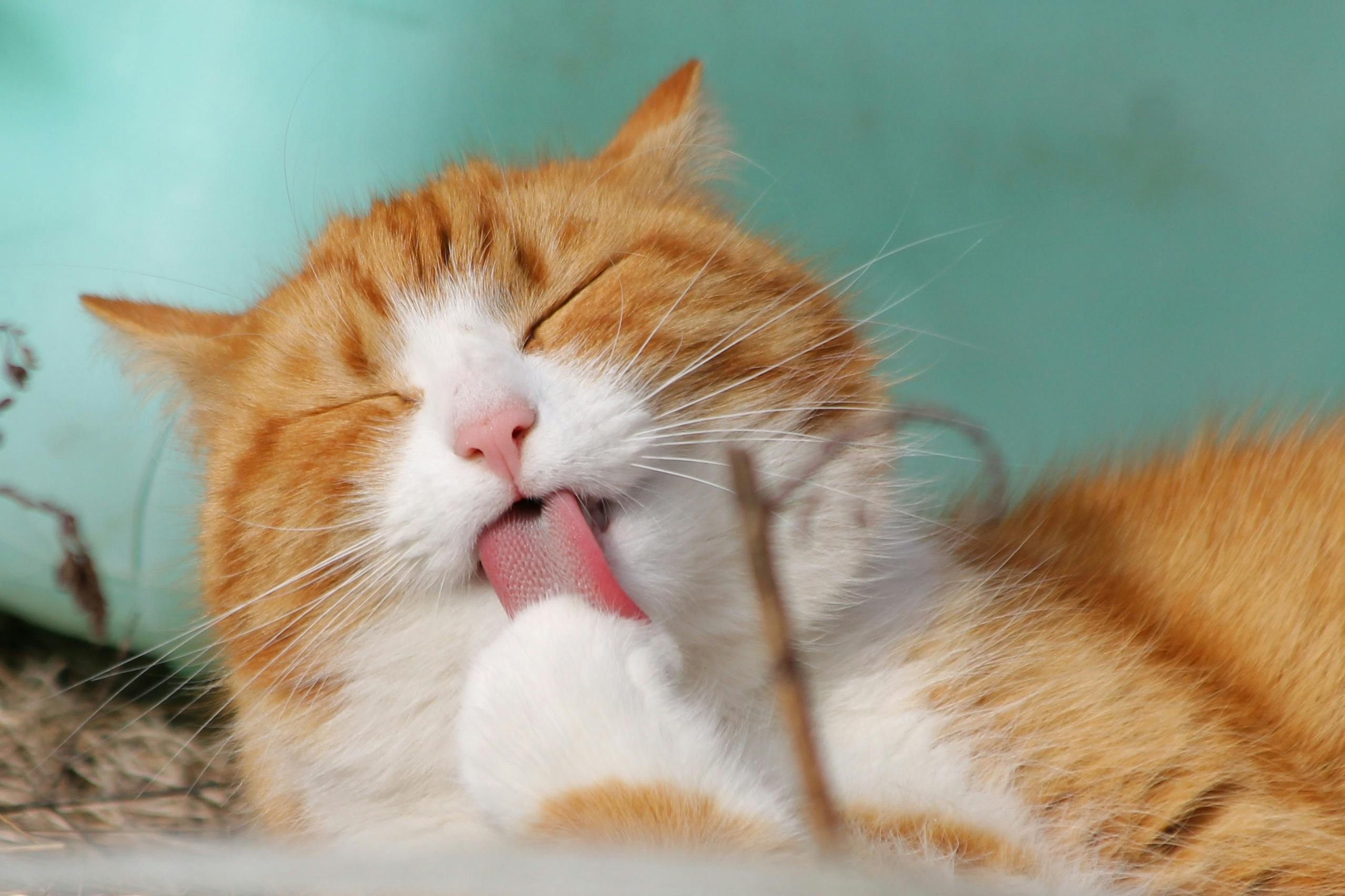 Unraveling Your Cat's Mysterious Habits